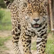 Alertan que una nueva disposici�n del Gobierno facilitar� el tr�fico de fauna