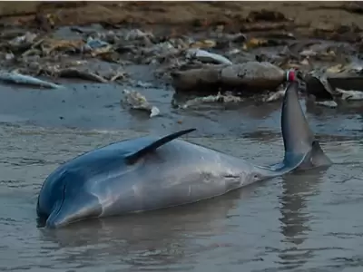delfines muertos brasil