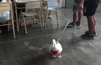 pato en la escuela votacion eleccion