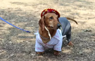 perro salchicha disfrazado