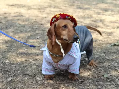 perro salchicha disfrazado