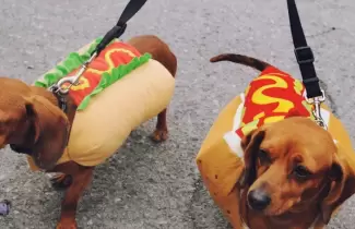 perro salchicha