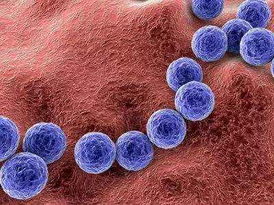 Streptococcus pyogenes - bacteria