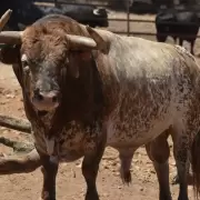 Corrientes: un toro mató de una brutal cornada a su dueño tras querer escaparse