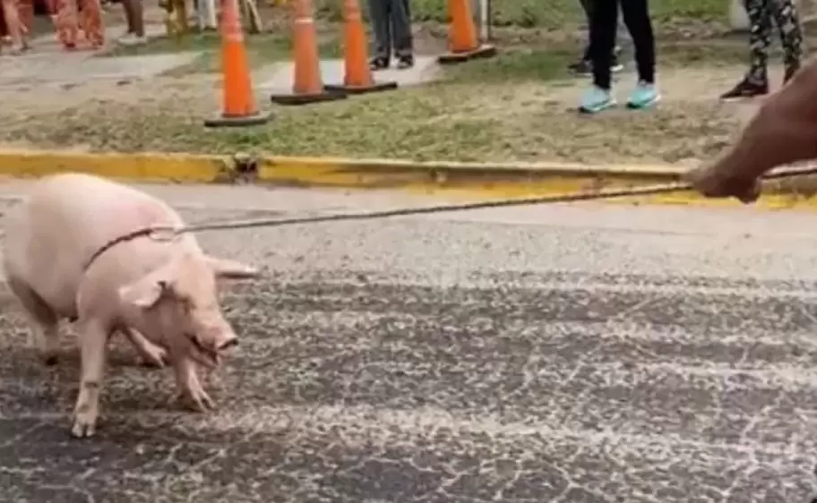 Crdoba: un camin que transportaba cerdos volc y los vecinos saquearon todo