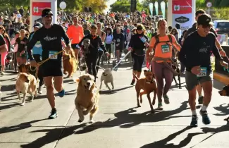maraton caminata con perros mascotas