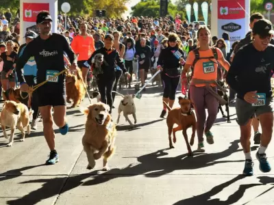 maraton caminata con perros mascotas