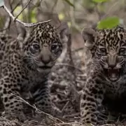 Dos cachorros de yaguareté fueron vistos en Jujuy: solicitan mantener la distancia