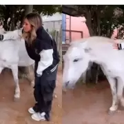 Julieta Poggio acarició a un caballo y recibió una tremenda patada