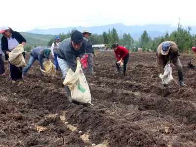 Siembra - campo - produccin