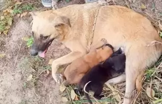 perritos rescatados