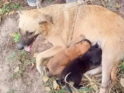 perritos rescatados