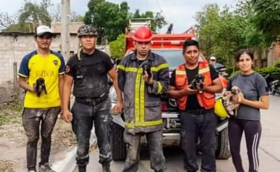 rescate de cachorros
