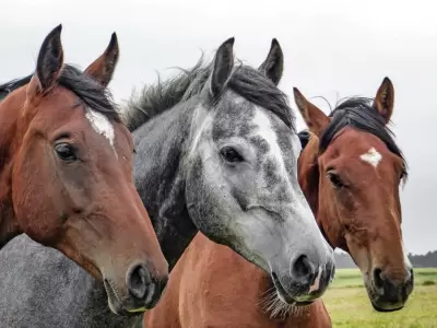 equinos