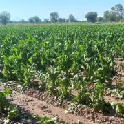 Tormenta y granizo en Jujuy: ms de 800 hectreas de tabaco sufrieron daos en la zona de Valles