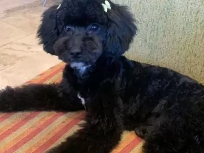 Luna, perra robada