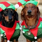 perros navideños navidad