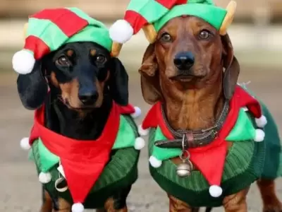 perros navideños navidad