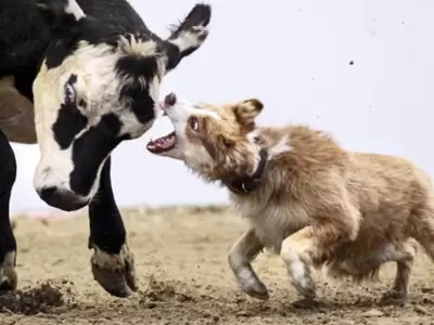 Ataque de perros a vacas