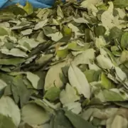 Secuestraron más de 500 kilos de hojas de coca en estado natural en Jujuy
