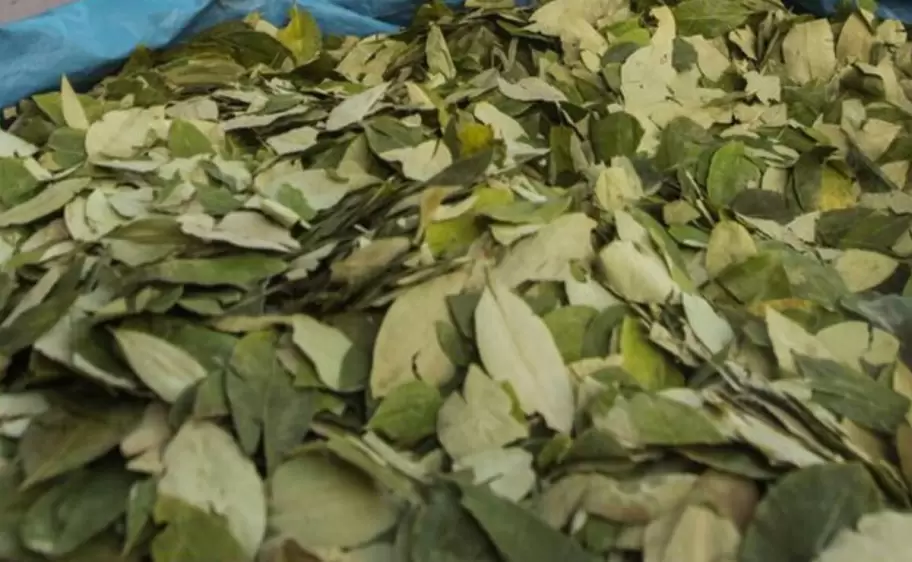 hojas de coca