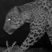 Captaron la imagen de diversos animales en el Parque Nacional de Jujuy