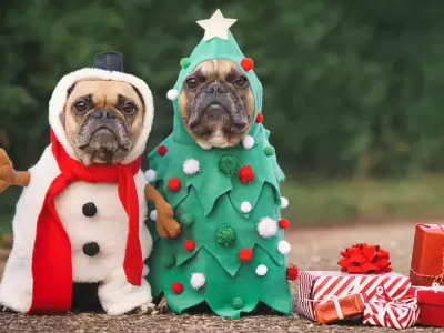Concurso de perros con disfraz de Navidad
