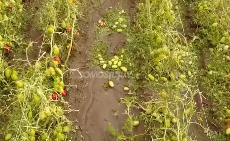 Plantaci�n de tomate