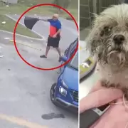 Un hombre le mintió a su familia, tiró a su perro de 16 años a un tacho de basura y todo quedó grabado