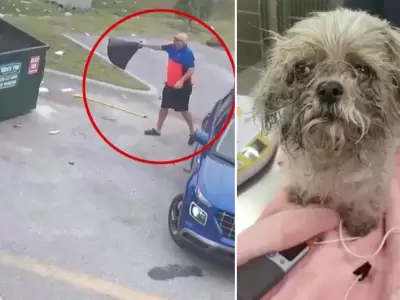 Perro arrojado a la basura