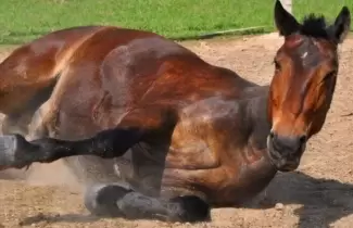 encefalomielitis equina