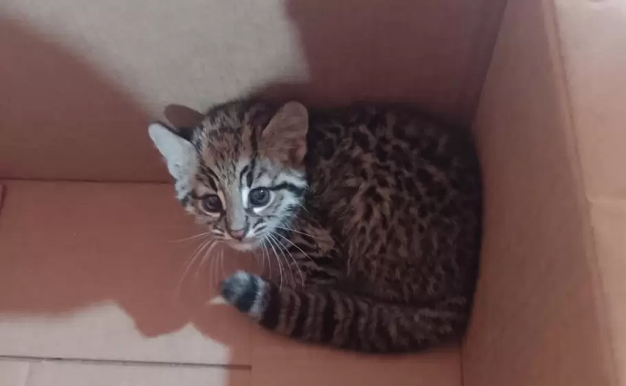 gato de monte