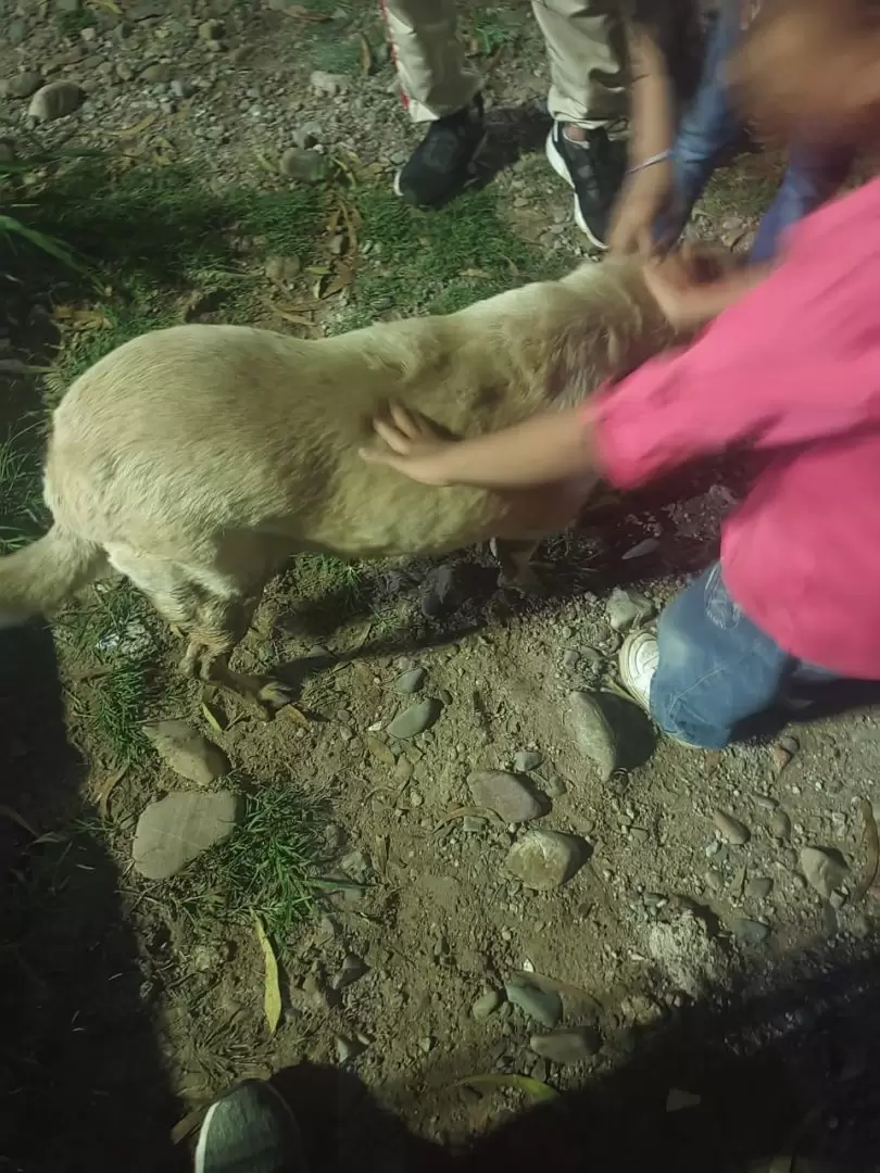 Bomberos recataron a una perra que se asustó por pirotecnia en Monterrico: esta atrapada en el desagüe