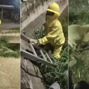 Bomberos recataron a una perra que se asust� por pirotecnia en Monterrico: estaba atrapada en el desag�e