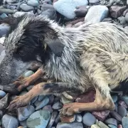Lluvias en Jujuy: rescataron un perrito en el río de Reyes