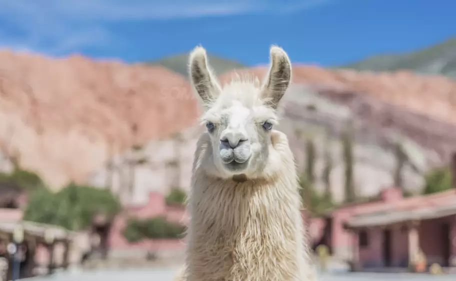 llama turismo purmamarca quebrada de humahuaca