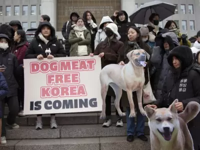 Corea del Sur proh�be la venta de perros para el consumo de su carne