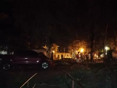 Ca�da de un eucalipto sobre una camioneta