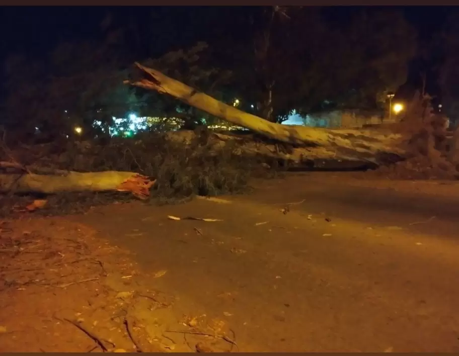 Eucalipto cayó sobre una camioneta