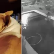 Horror en Chaco: un ladrón ahogó a un perro durante un robo