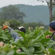 Trabajadores del tabaco preocupados por falta de pago del programa Intercosecha