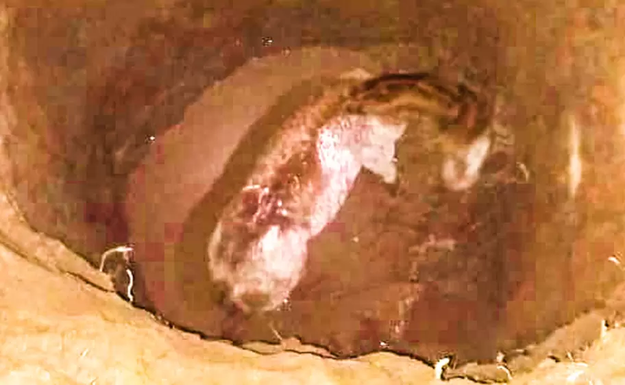 caballo en un pozo