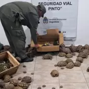 Operativo Jumanji: Gendarmera rescat decenas de tortugas, iguanas y loros que eran transportados en un camin