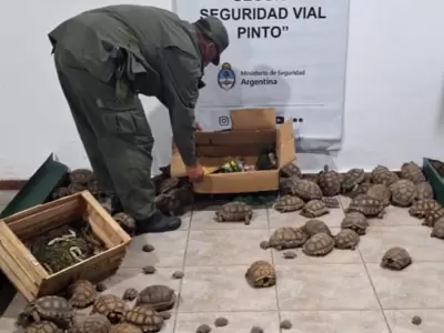 tortugas