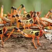 Plaga de langostas: declararon la alerta fitosanitaria hasta 2025 por su "alta voracidad"