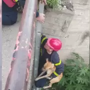 Los bomberos rescataron a un perrito que estaba atrapado en un canal en San Pedro