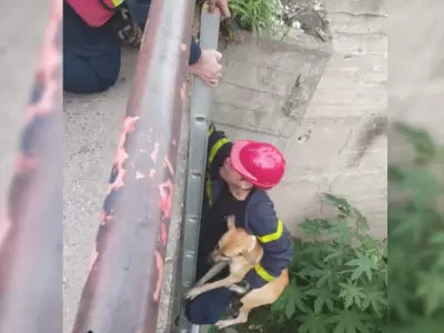 perrito rescatado