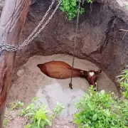 Rescataron a una vaca que cay a un pozo ciego en Los Alisos