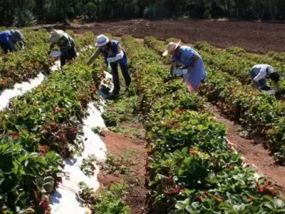 empleo agricultura trabajadores