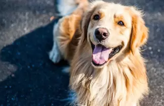 Perro - animal - mascota